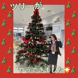 ショールームにクリスマスツリーがやってきました!(^^)!